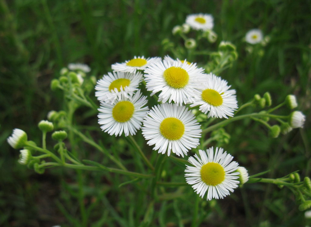 Изображение особи Erigeron strigosus.