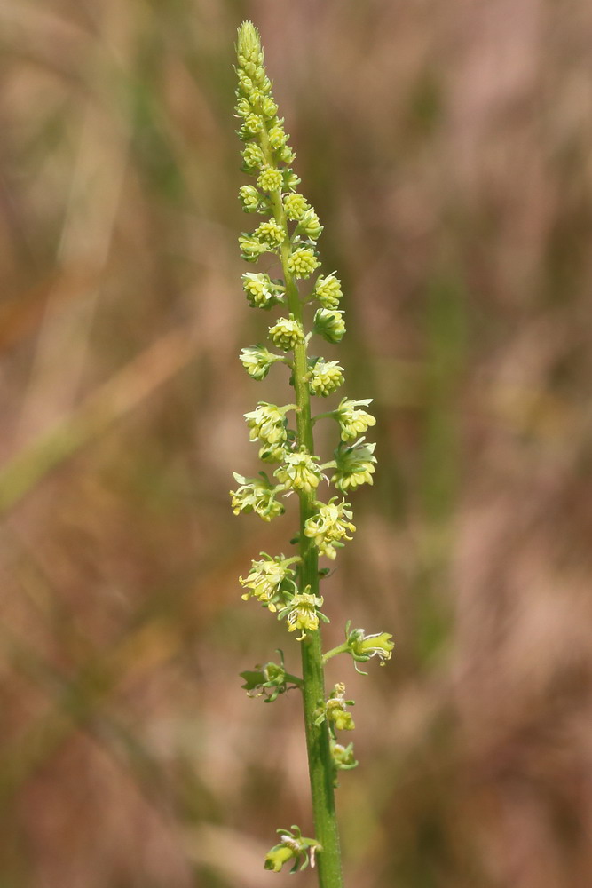 Изображение особи Reseda lutea.