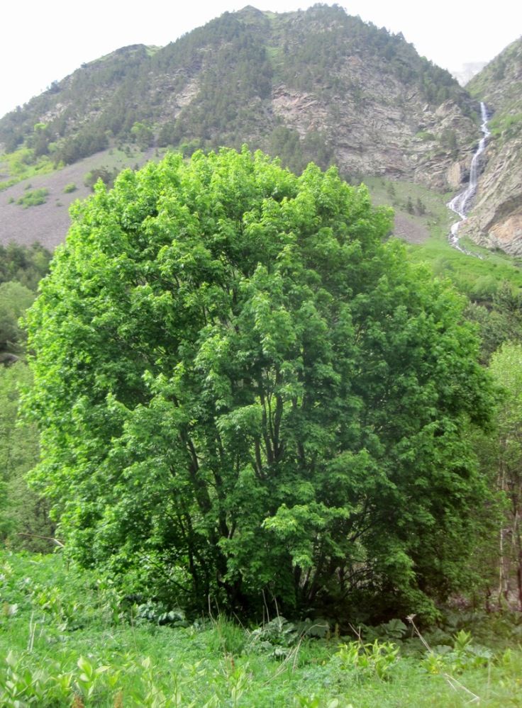 Image of Acer trautvetteri specimen.