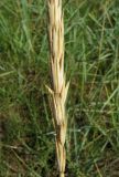 Leymus racemosus subspecies sabulosus. Нижняя часть соплодия. Крым, Ленинский р-н, окр. г. Щелкино, Русская бухта, песчаный пляж. 19 июня 2013 г.