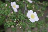 Rosa nanothamnus