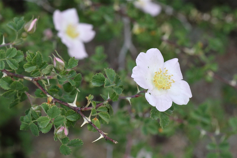 Изображение особи Rosa nanothamnus.