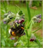 Cynoglossum officinale. Верхушка цветущего растения. Чувашия, окр. г. Шумерля, Подвенец. 7 июня 2009 г.