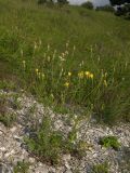 Crepis sonchifolia