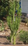 Austrocylindropuntia subulata