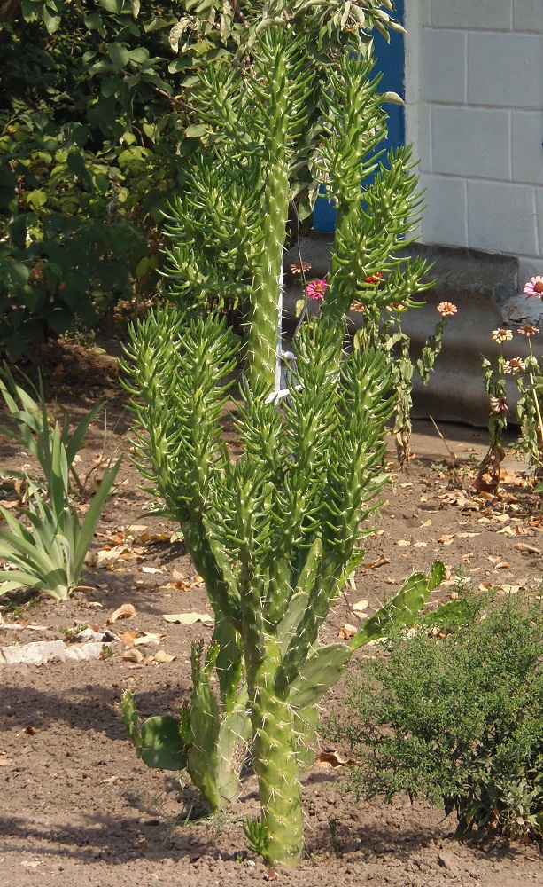 Изображение особи Austrocylindropuntia subulata.