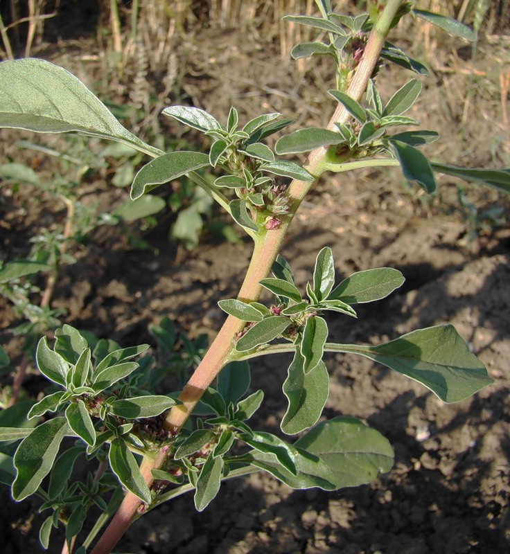 Image of Amaranthus graecizans specimen.