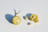 Convallaria majalis