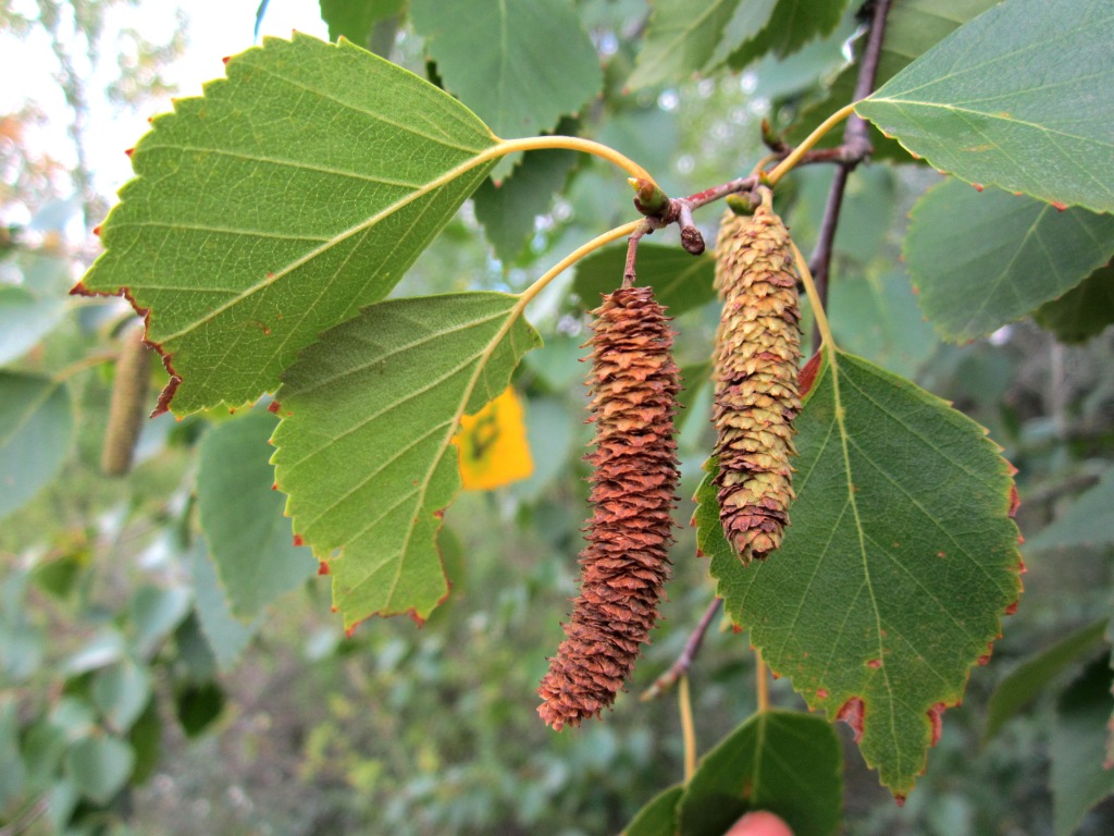 Изображение особи Betula borysthenica.