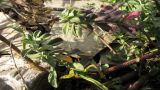 Odontarrhena obtusifolia