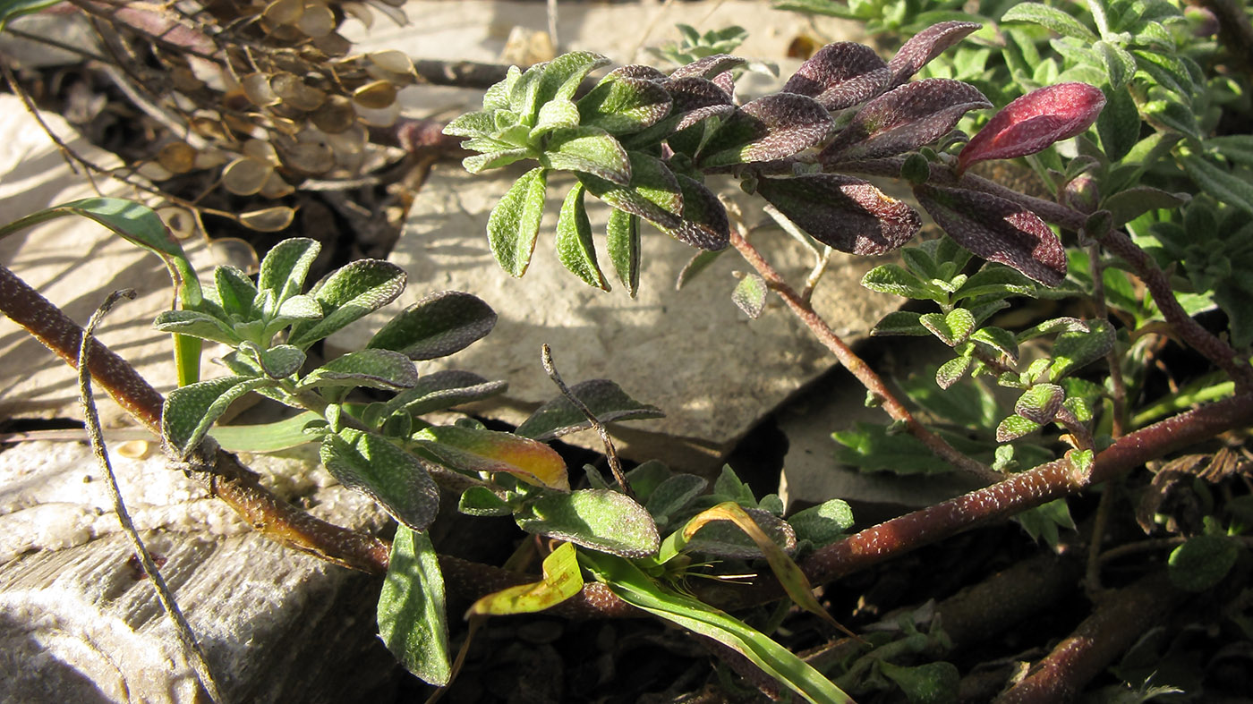 Image of Odontarrhena obtusifolia specimen.