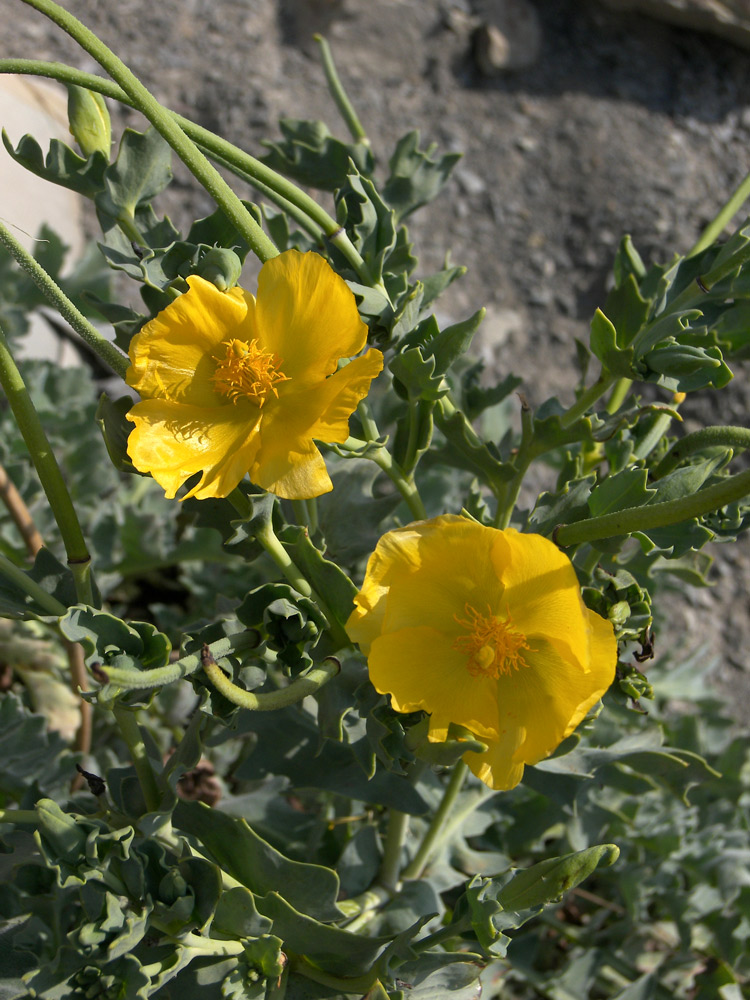 Image of Glaucium flavum specimen.