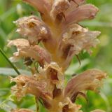 Orobanche lutea. Часть соцветия. Юго-восточный Казахстан, Кунгей Алатау, окр. Первого Кульсайского оз. 05.07.2013.