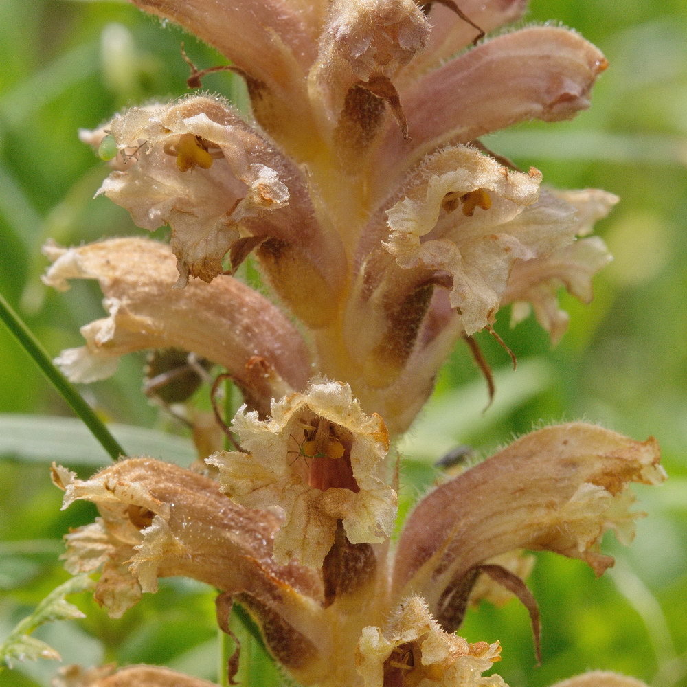 Изображение особи Orobanche lutea.