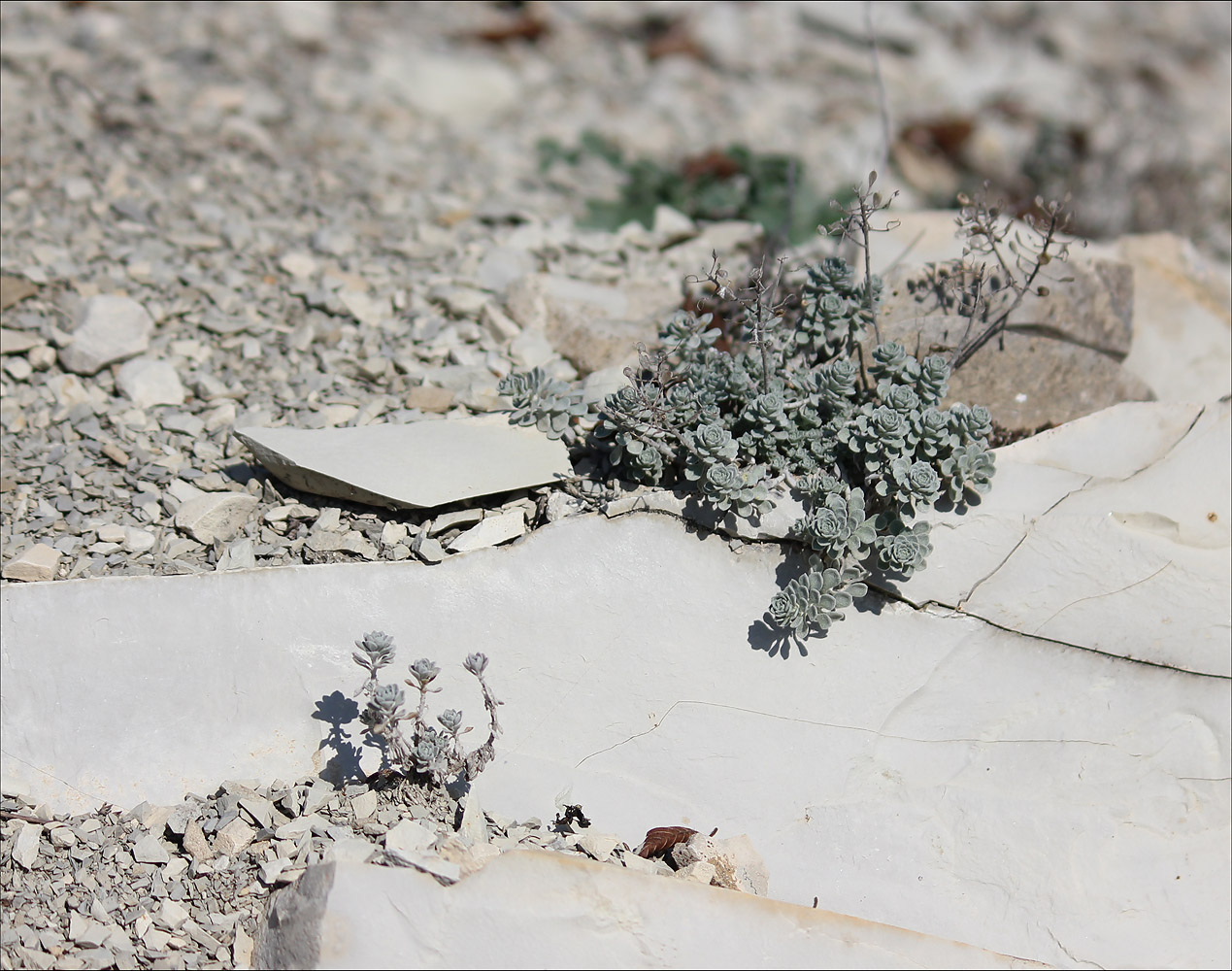 Image of Odontarrhena obtusifolia specimen.