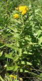 Inula germanica