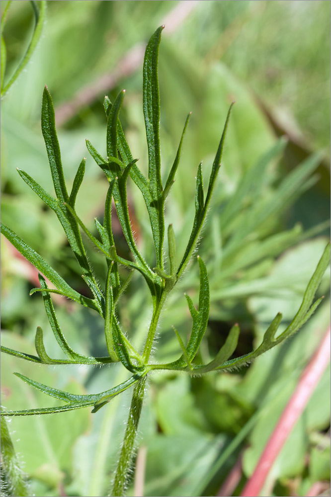 Image of Ranunculus polyanthemos specimen.