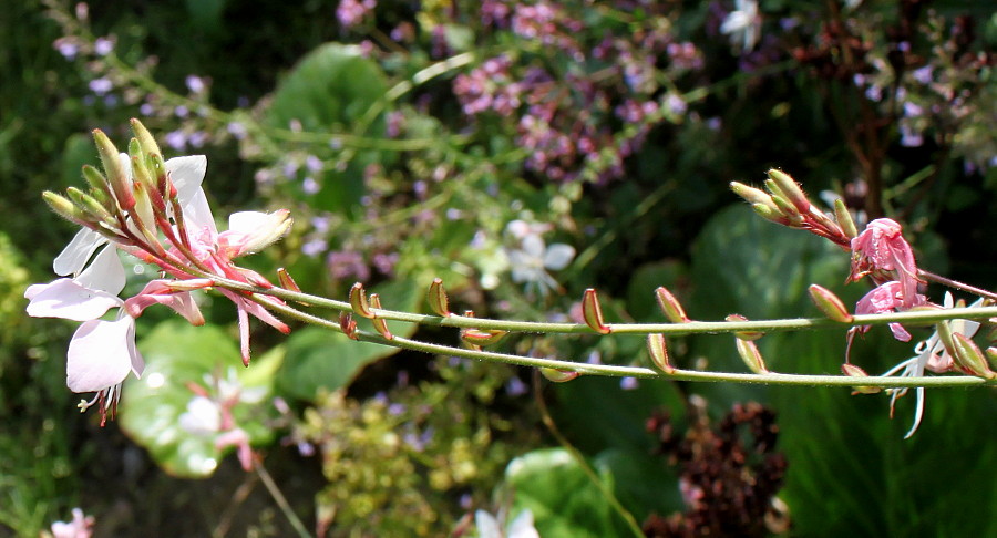 Image of Gaura lindheimeri specimen.