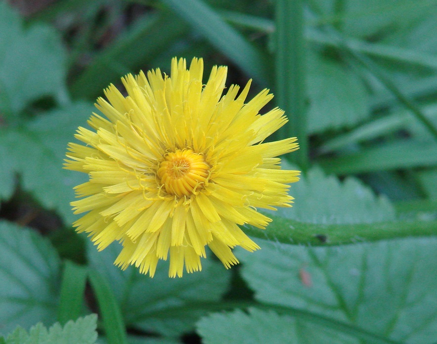 Изображение особи Sonchus arvensis.