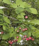 Euonymus sanguineus