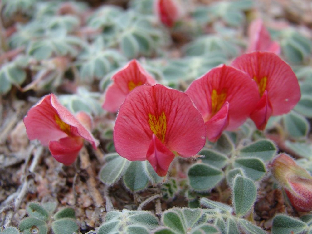 Изображение особи Chesneya ferganensis.