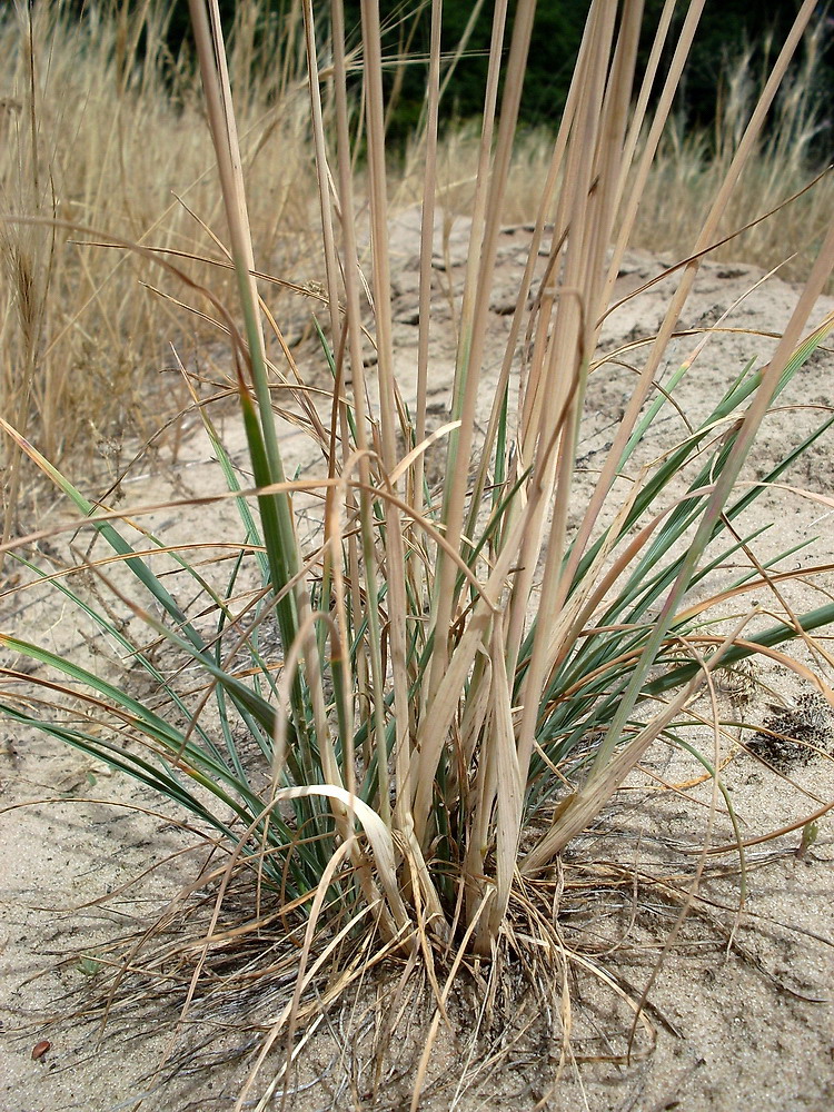 Image of Koeleria sabuletorum specimen.