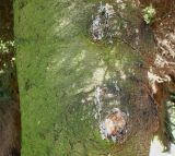 Picea orientalis. Средняя часть ствола. Германия, г. Essen, Grugapark. 29.09.2013.