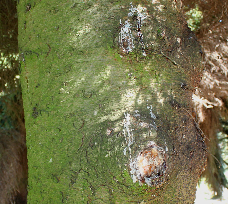 Image of Picea orientalis specimen.