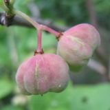 Euonymus europaeus