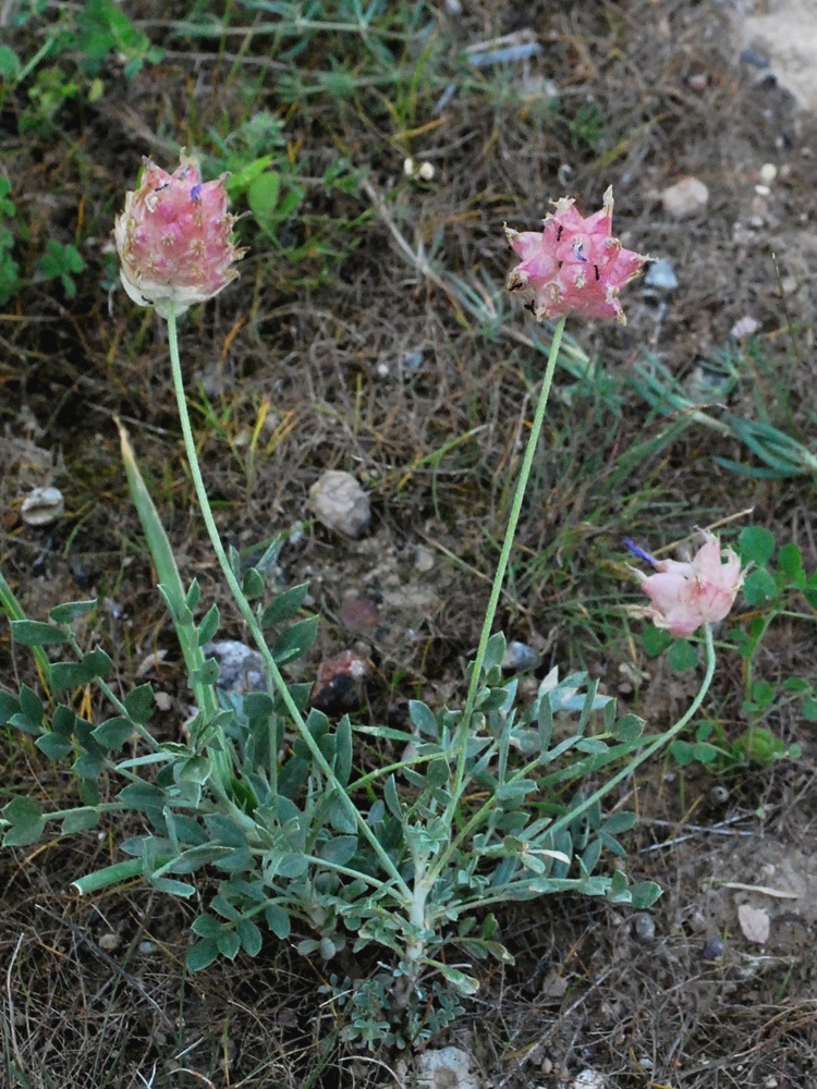 Изображение особи Astragalus pseudonobilis.