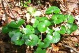 Asarum europaeum