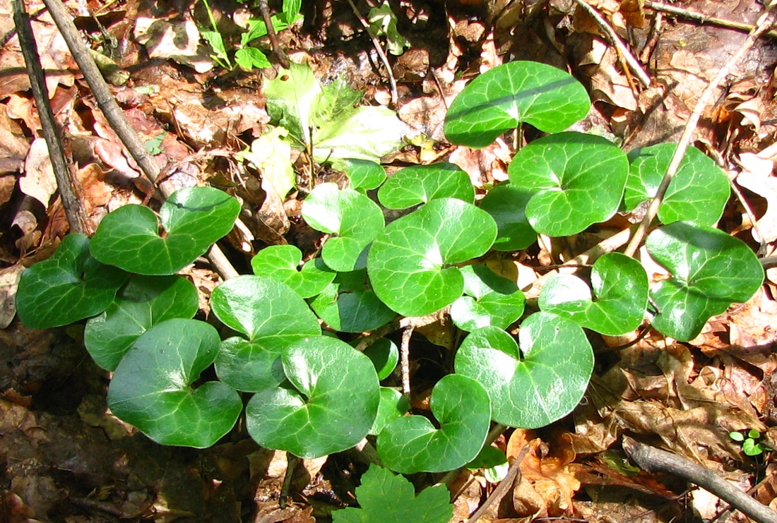 Image of Asarum europaeum specimen.