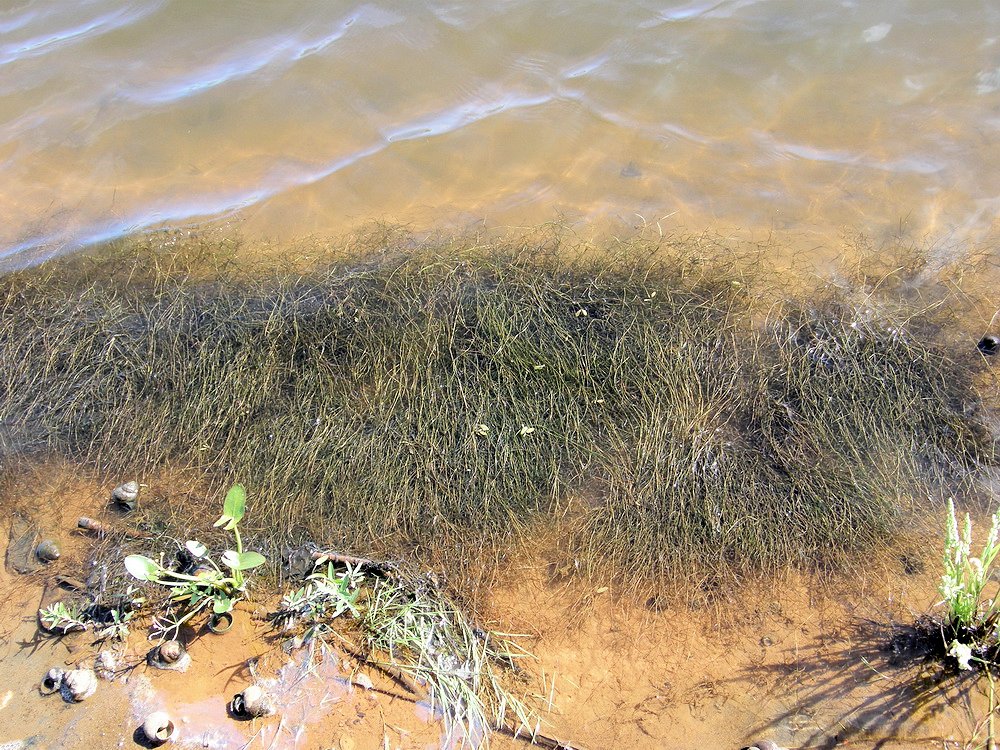 Image of Potamogeton octandrus specimen.