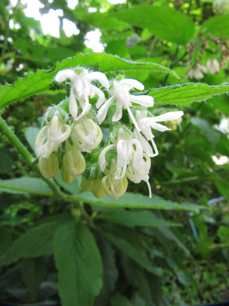 Image of genus Symphytum specimen.