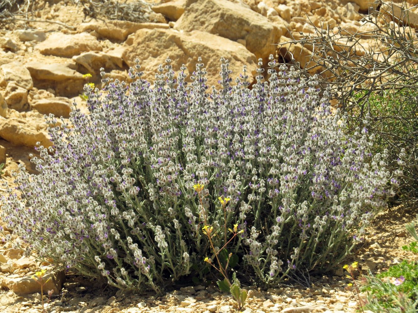 Image of Salvia deserti specimen.