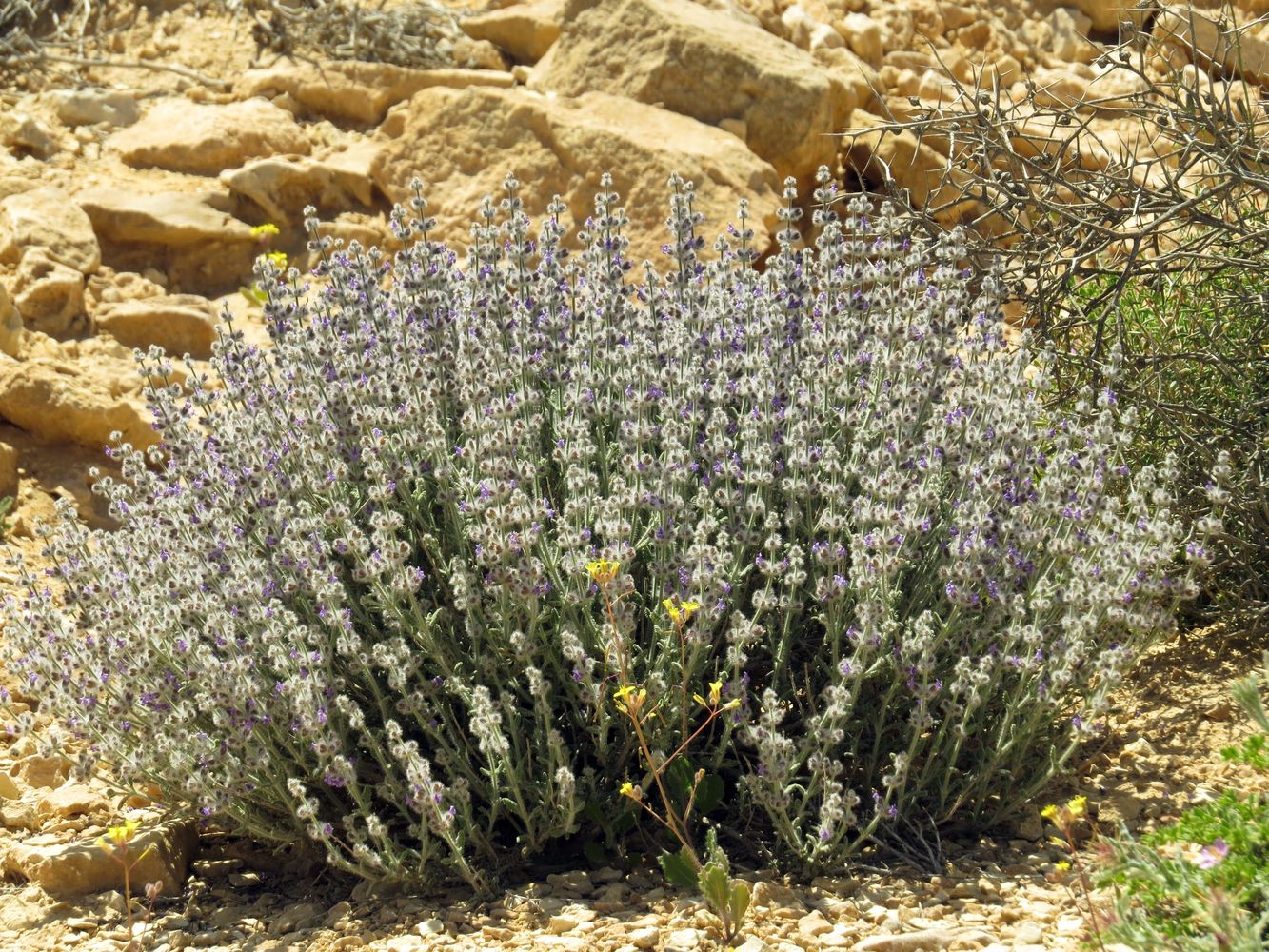 Изображение особи Salvia deserti.