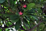 Plumeria rubra. Верхушка ветви с цветками. Таиланд, Бангкок, в культуре. 17.06.2013.