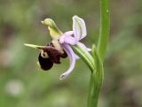Ophrys oestrifera. Цветок. Греция, п-ов Пелопоннес, окр. г. Катаколо. 21.04.2014.