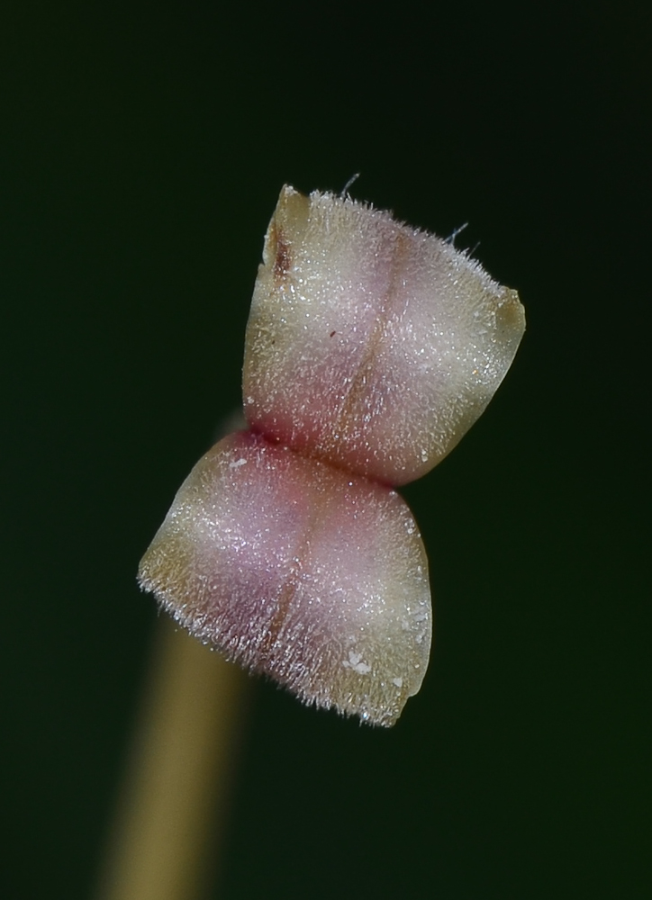 Image of Kigelia pinnata specimen.