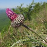 genus Carduus. Верхушка побега с раскрывающимся соцветием. Краснодарский край, Абинский р-н, хр. Грузинка, гора Шизе. 10.05.2014.