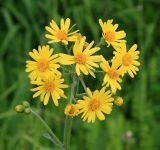 genus Tephroseris. Верхушка цветущего растения. Карачаево-Черкесия, Скалистый хребет, массив Больше, горный луг. 24.05.2014.