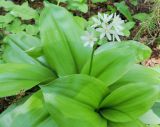 Clintonia udensis