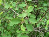 Amelanchier ovalis. Ветка с незрелыми плодами. Ставропольский край, г. Кисловодск, дорога на Малое Седло, на высоте около 1060 м н.у.м. , около кафе «Красное солнышко» (43°53′58,72″ с.ш., 42°45′00,81″ в.д.). 04.06.2014.