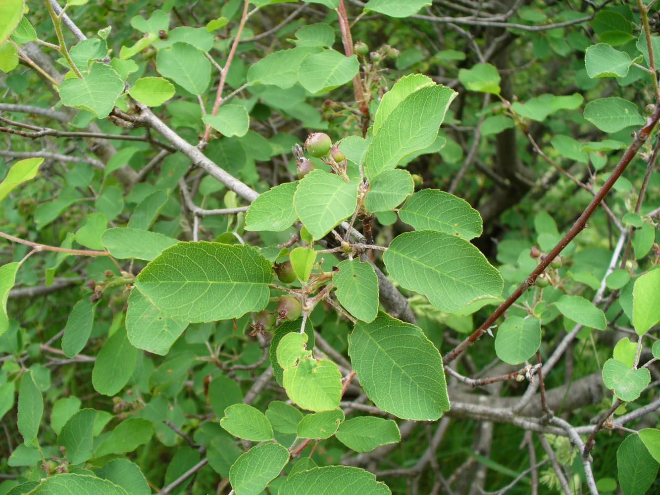 Изображение особи Amelanchier ovalis.