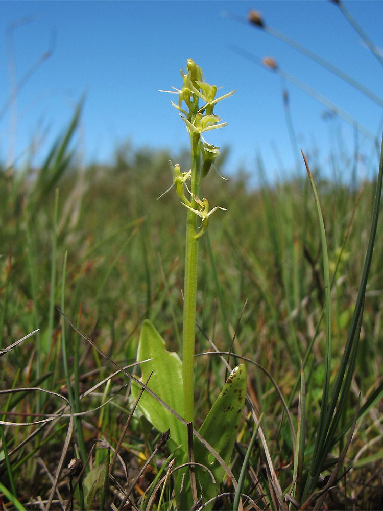 Image of Liparis loeselii specimen.