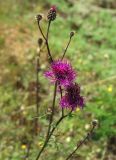 Centaurea scabiosa. Верхушка цветущего растения. Тверская обл., Пеновский р-н, сухой луг на песке. 10.07.2009.