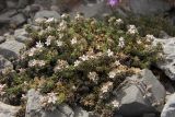 Frankenia hirsuta