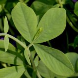 Baptisia australis