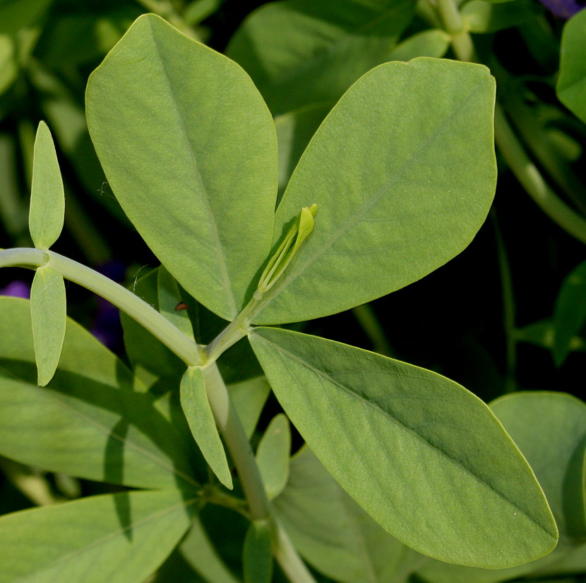 Image of Baptisia australis specimen.