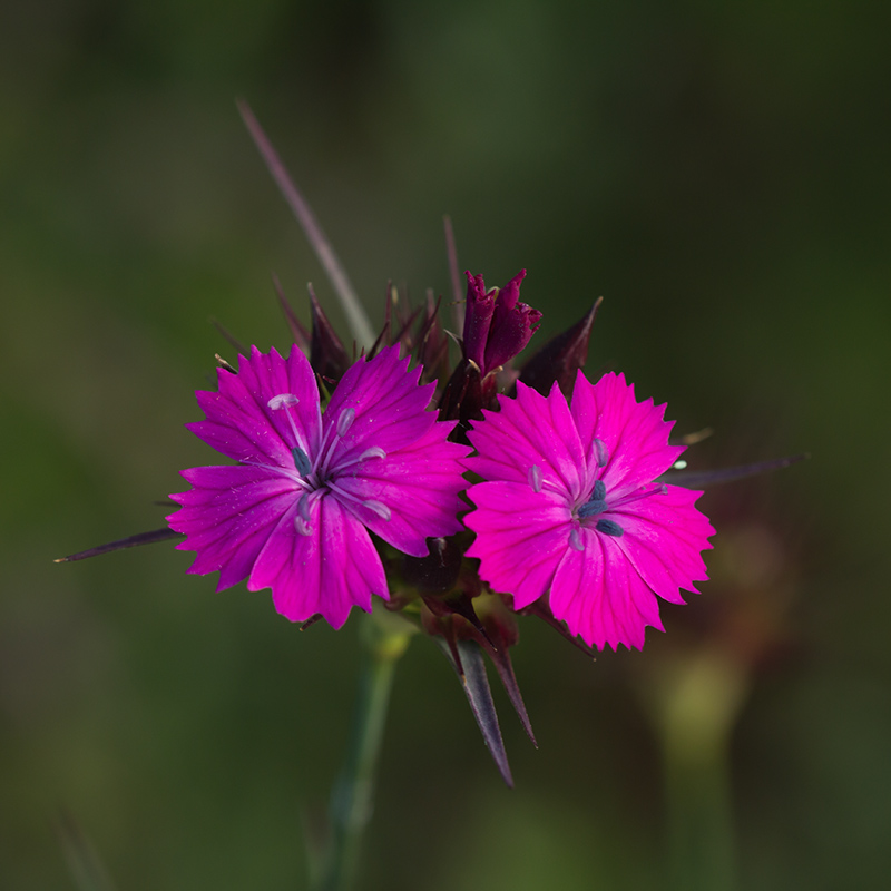 Image of Dianthus capitatus specimen.